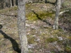 Mammoth Cave Area