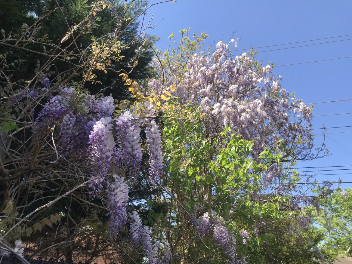 Georgia Spring Flowers