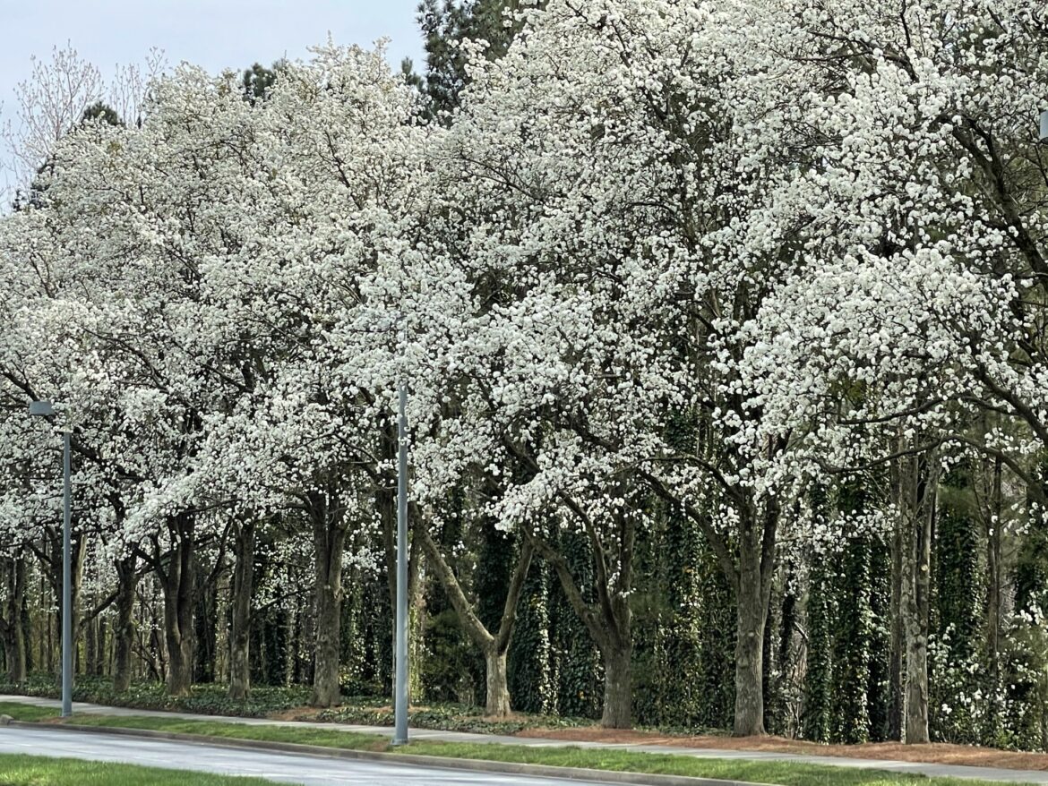 Winter and Spring in Atlanta