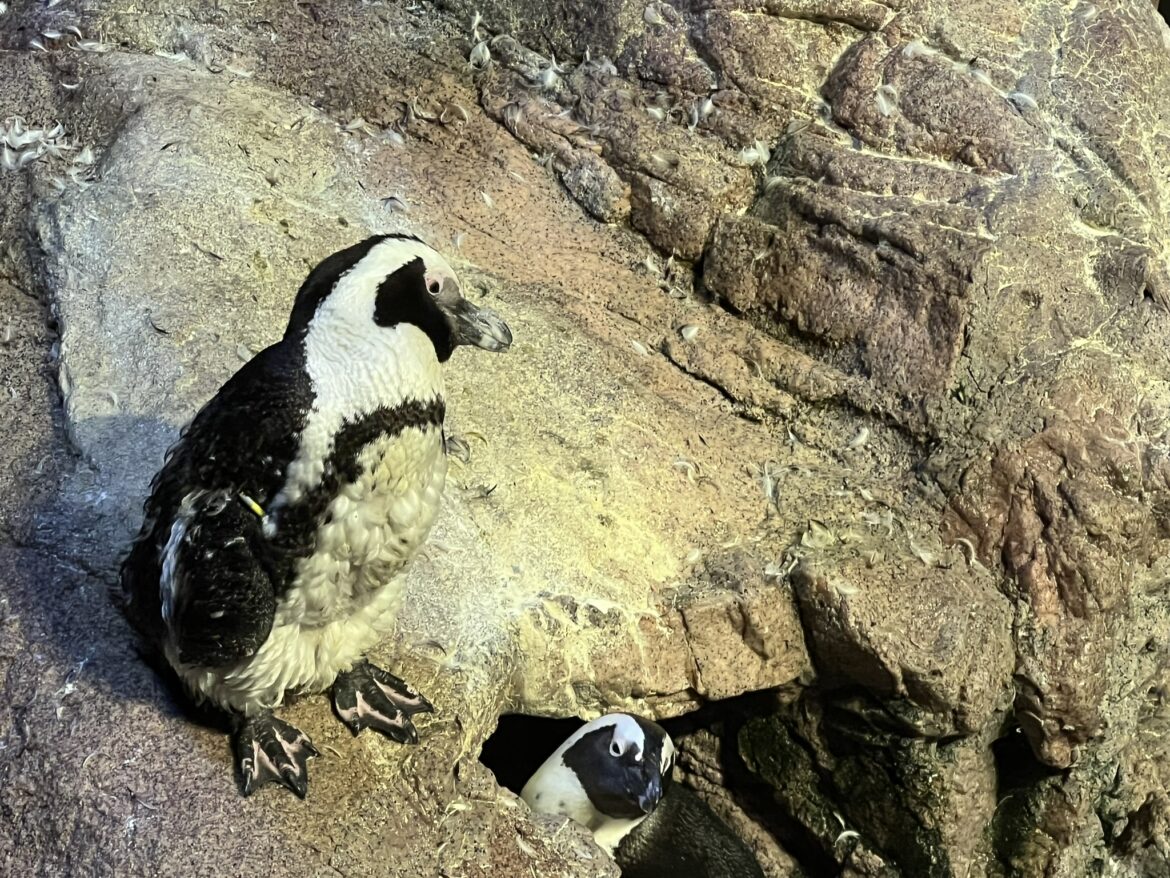 Boston: New England Aquarium