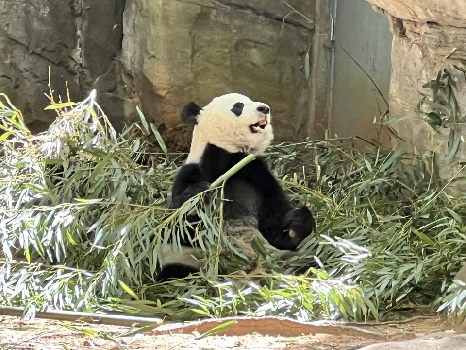 Atlanta Zoo